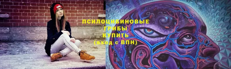 Галлюциногенные грибы Cubensis  купить   Белая Холуница 